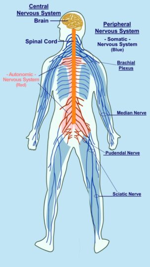 A diagram of the human body showing the autonomic nervous system.